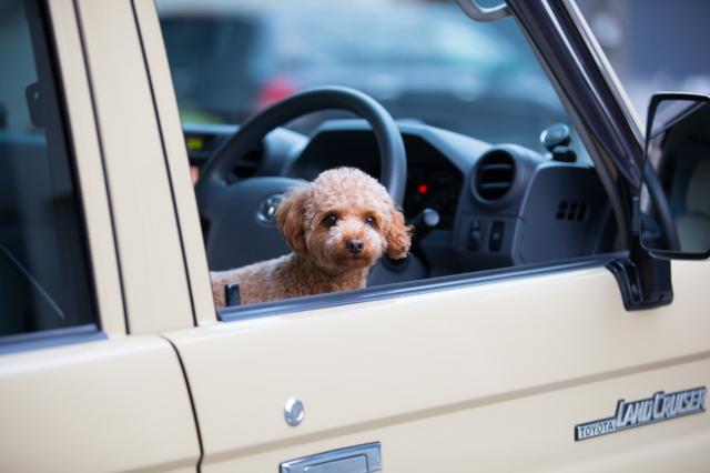 おすすめSUVはコレ!自分に合ったSUVの選び方も解説