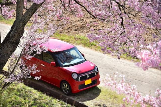 桜の木と軽自動車