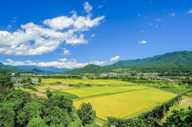 車購入の補助金活用術!国・地方の制度と活用のコツ、注意点も紹介