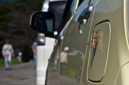 車の虫除け方法は？車外・車内におけるおすすめの対策や付着時の対処法
