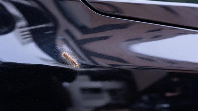 車の虫除け方法は?車外・車内におけるおすすめの対策や付着時の対処法