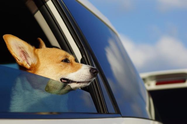 カローラフィールダーの魅力徹底解剖!人気グレードと中古車価格相場を公開