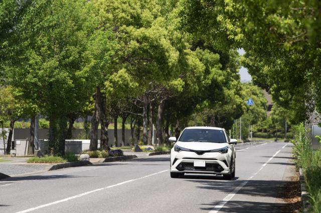 並木道を走る車