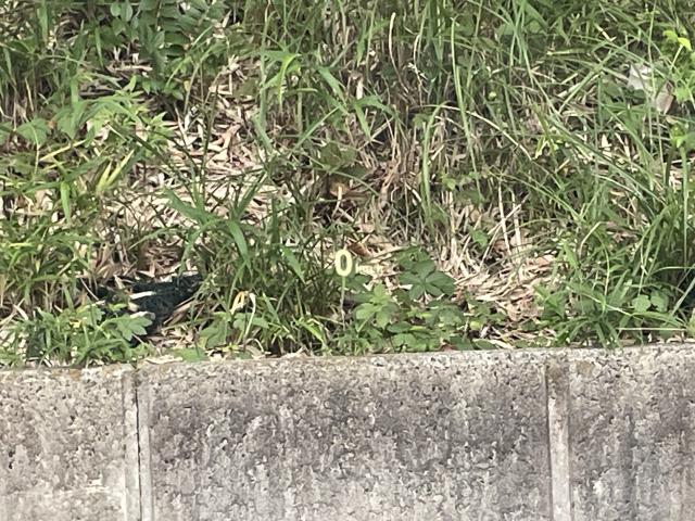 ＢＭＷ Ｚ４ ｓＤｒｉｖｅ２０ｉ Ｍスポーツ 4.4万Km 439.8万円 2023年式[101]の中古車詳細(愛知県)