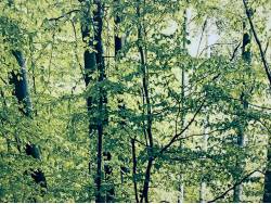 アウトランダーＰＨＥＶ Ｇの中古車画像