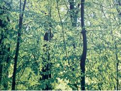 アルファードＧ ＡＳの中古車画像