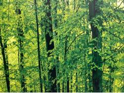 アルファードＧ ＡＳの中古車画像