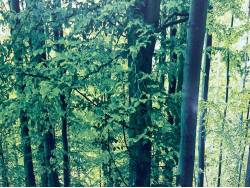 アルファードＧ ＡＳの中古車画像