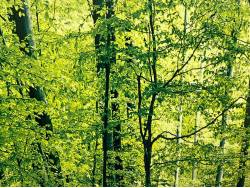 アルファードＧ ＡＳの中古車画像