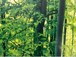 アルファードＧ ＡＳの中古車画像