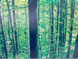 ステップワゴン Ｂの中古車画像