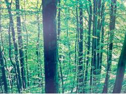 ステップワゴン Ｂの中古車画像