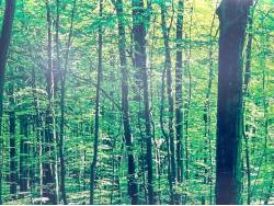 ステップワゴン Ｂの中古車画像