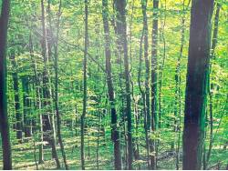 ステップワゴン Ｂの中古車画像