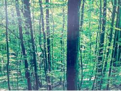 ステップワゴン Ｂの中古車画像